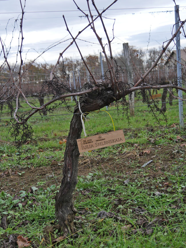 Виноградник на урожай